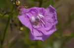 San Antonio false foxglove